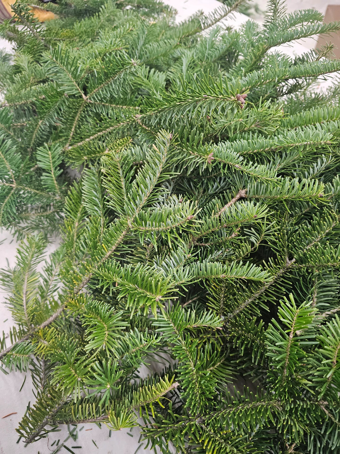Balsam Fir Boughs