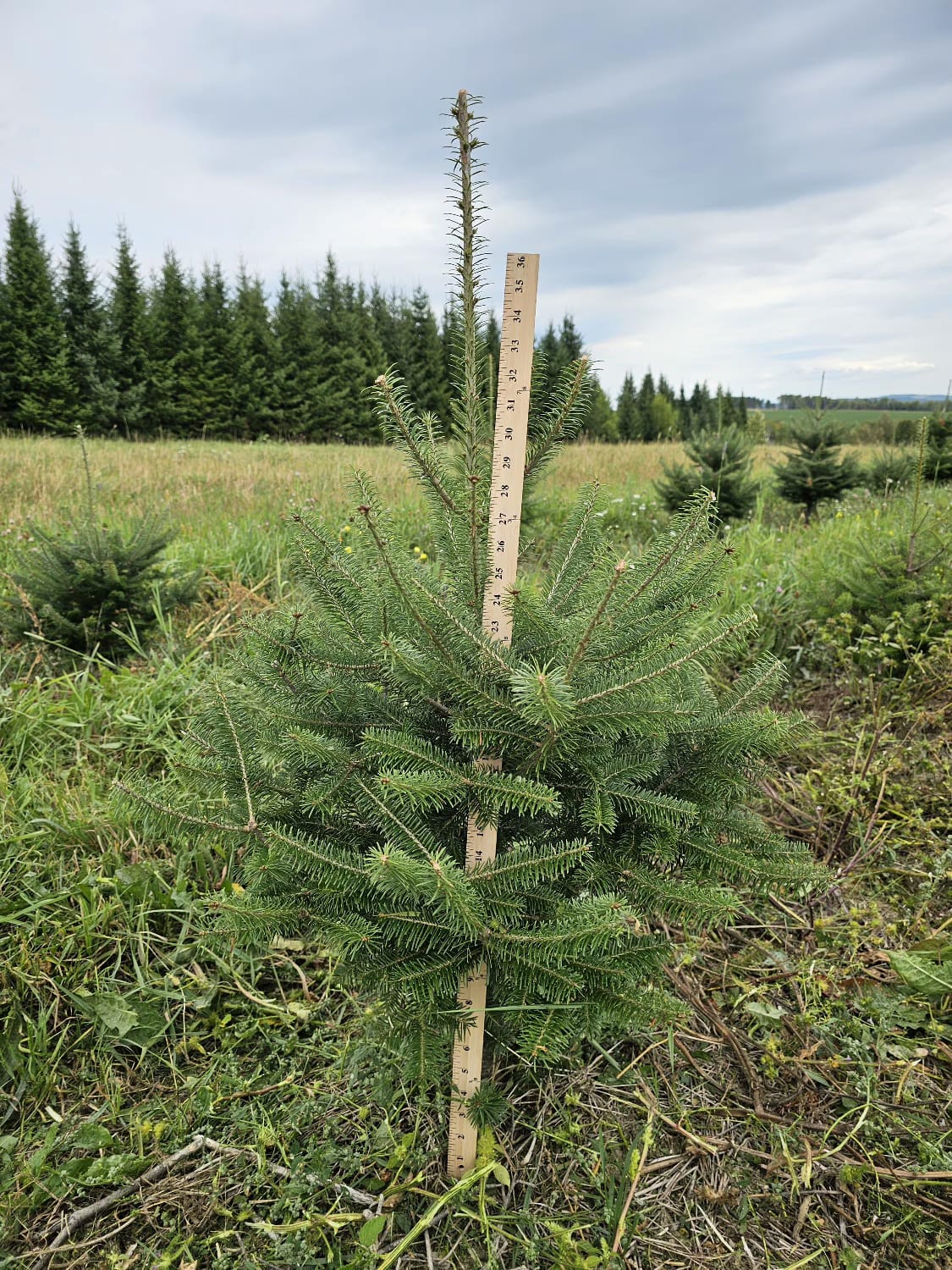 Balsam Fir Christmas Tree