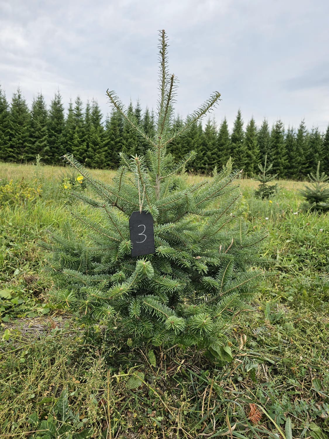 Balsam Fir Christmas Tree