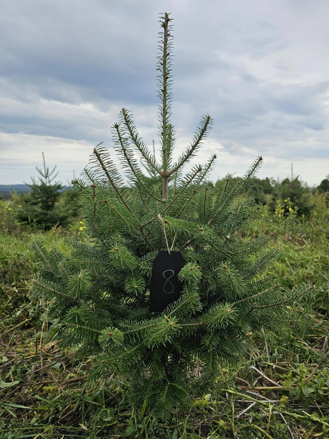 Balsam Fir Christmas Tree