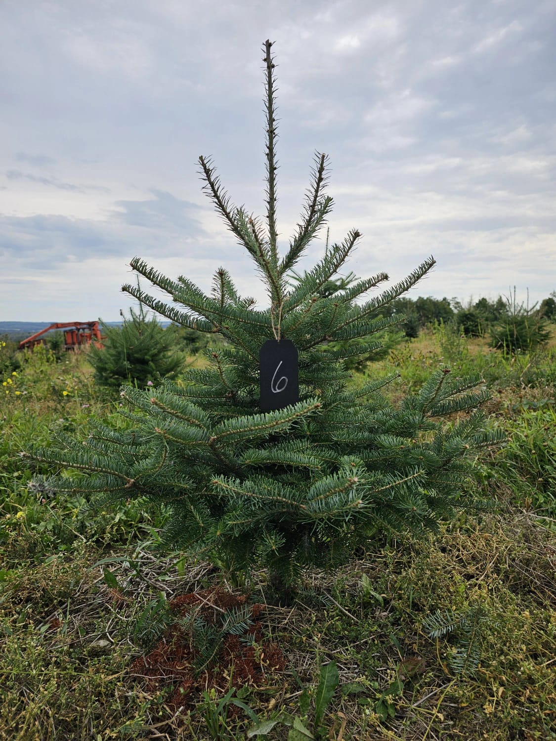 Balsam Fir Christmas Tree