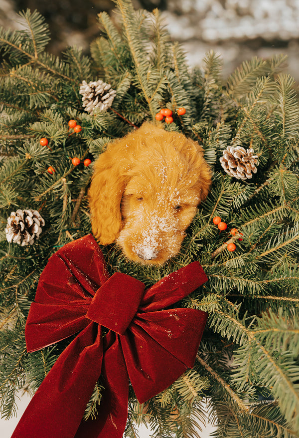 Enjoy the Holidays