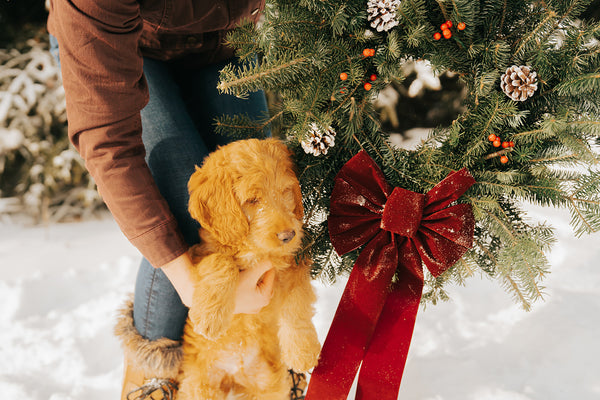 Enjoy the Holidays