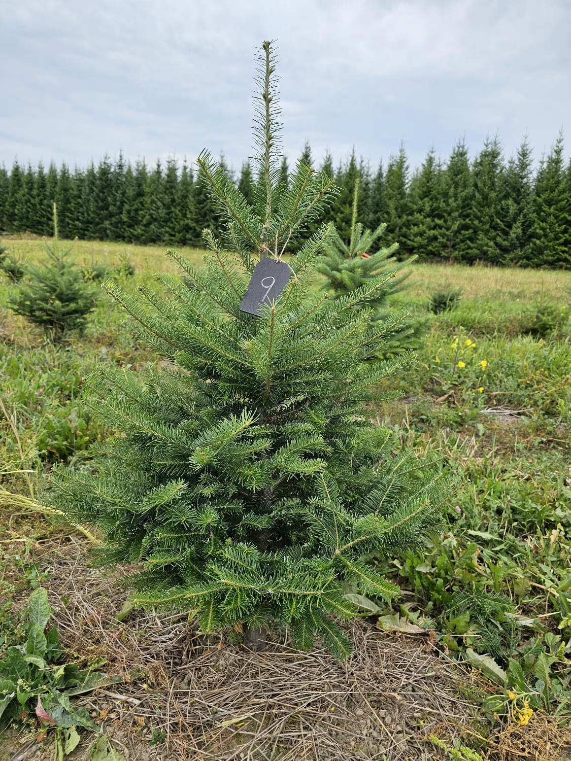Balsam Fir Christmas Tree