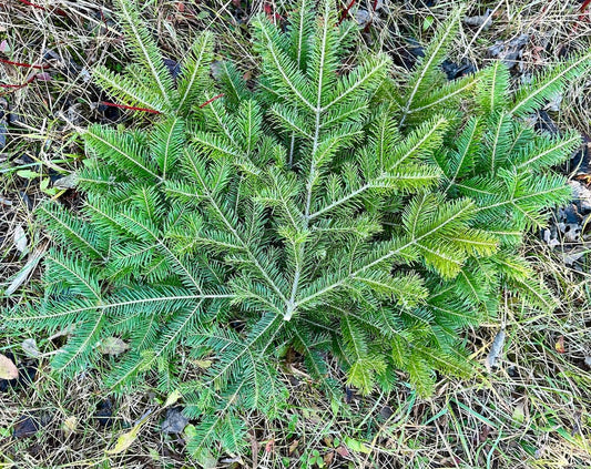 Balsam Fir Boughs