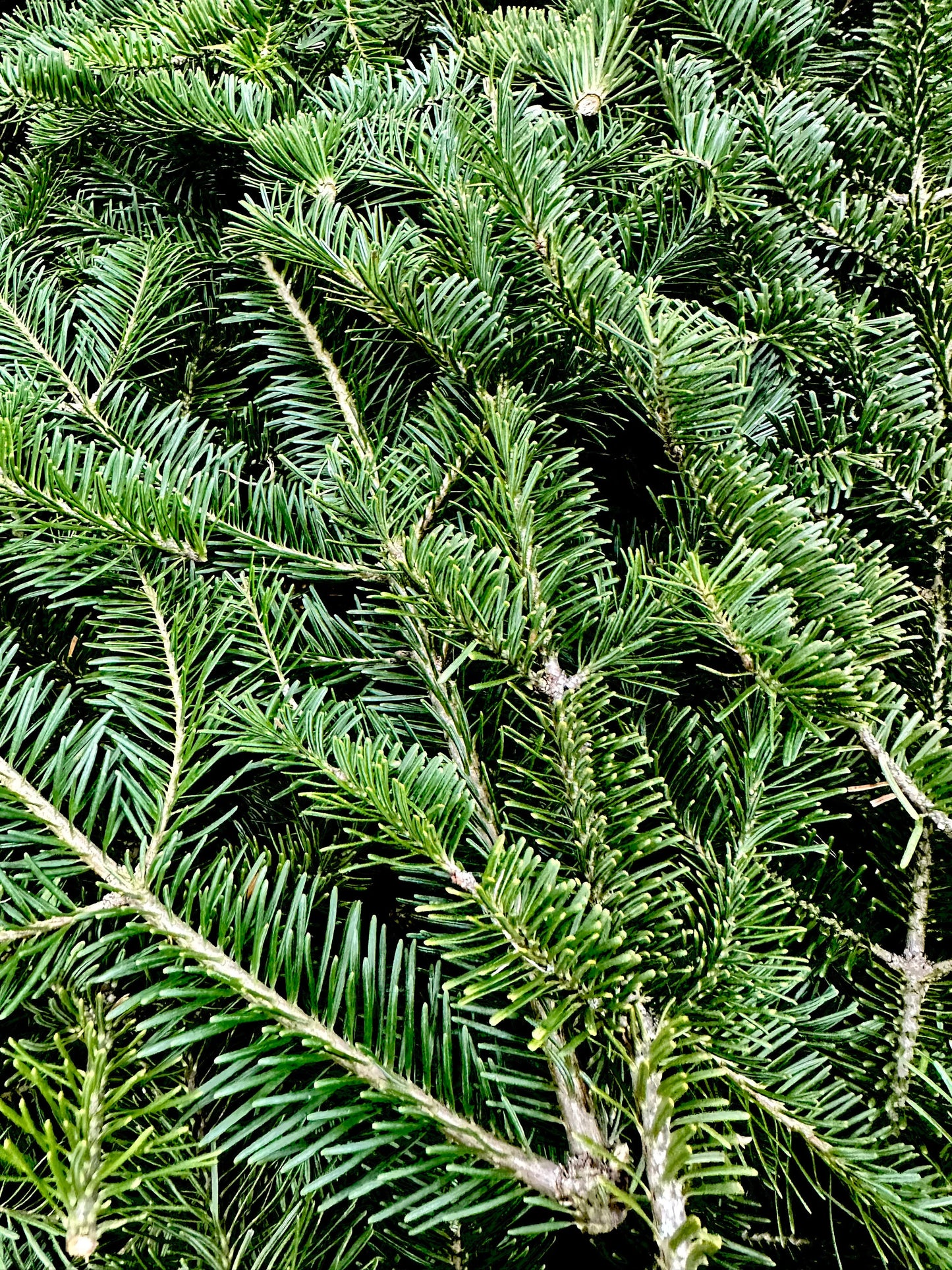 Balsam Fir Boughs