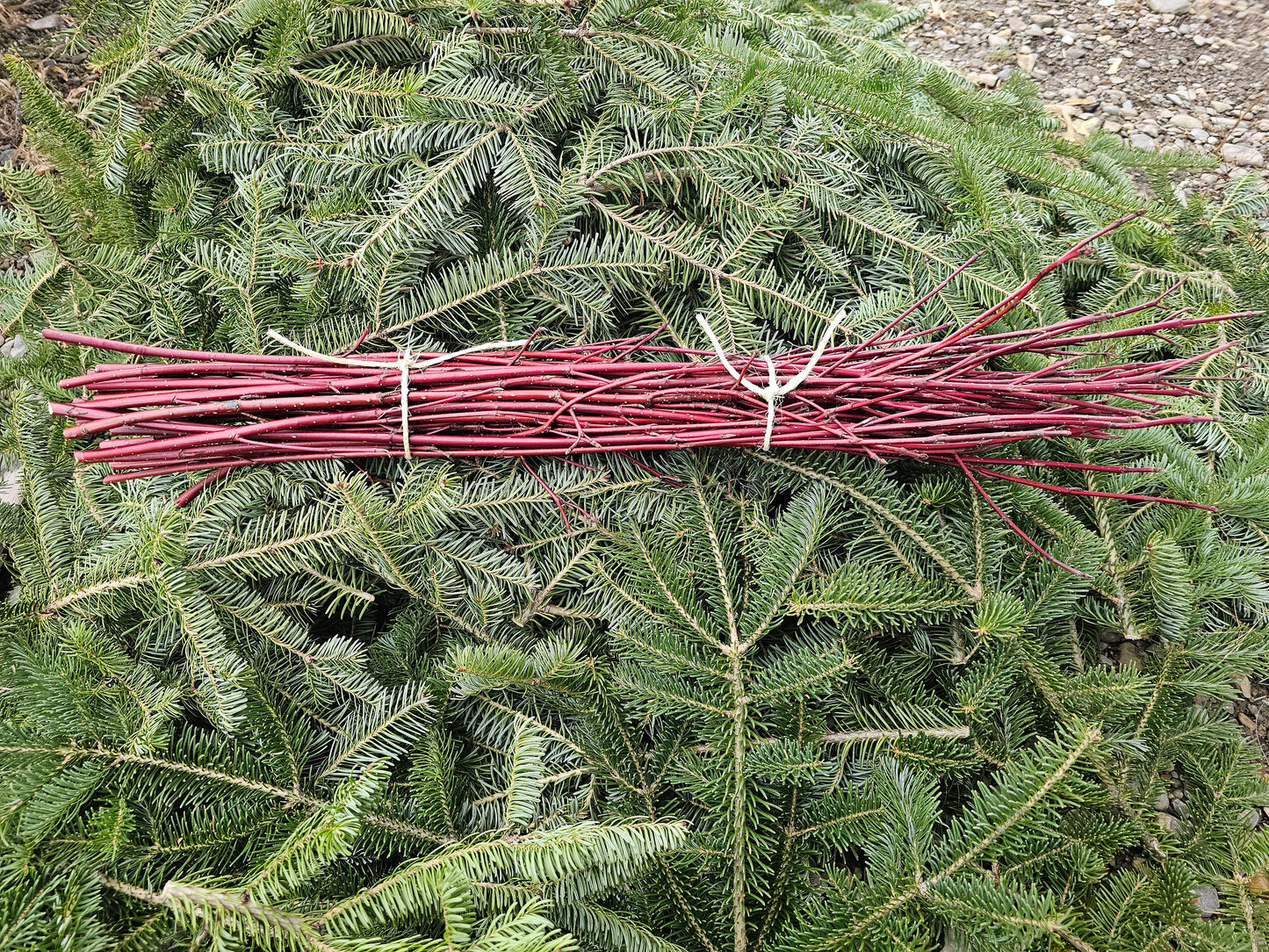 Red Osier Dogwood Branches 25-30"