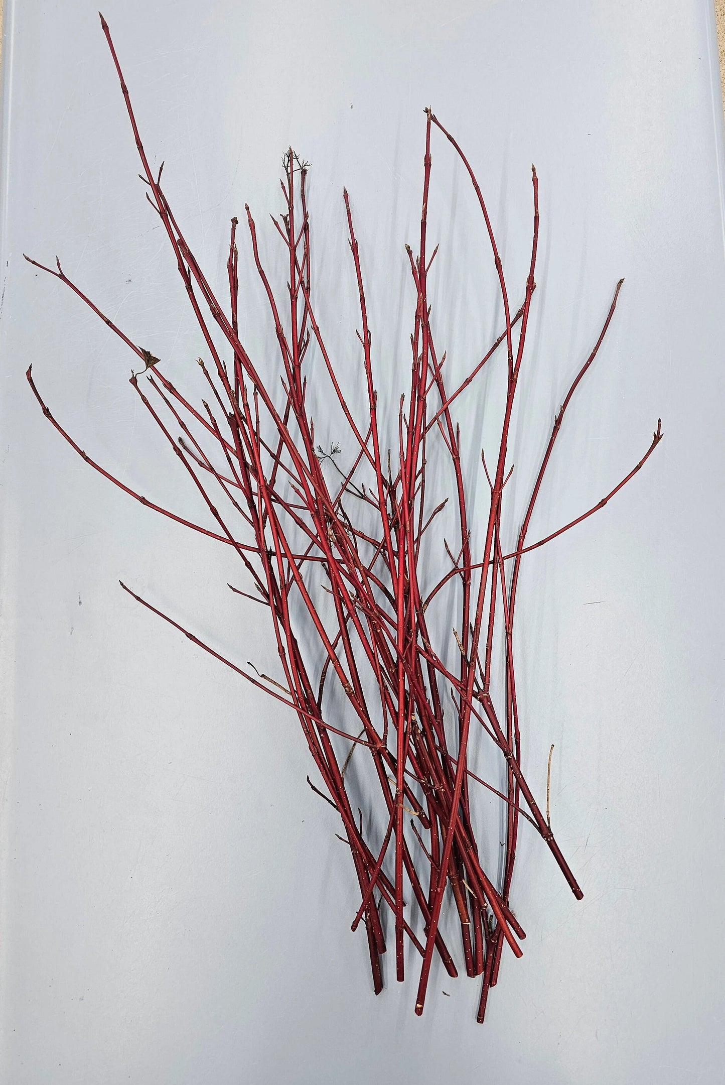 Red Osier Dogwood Branches 25-30"