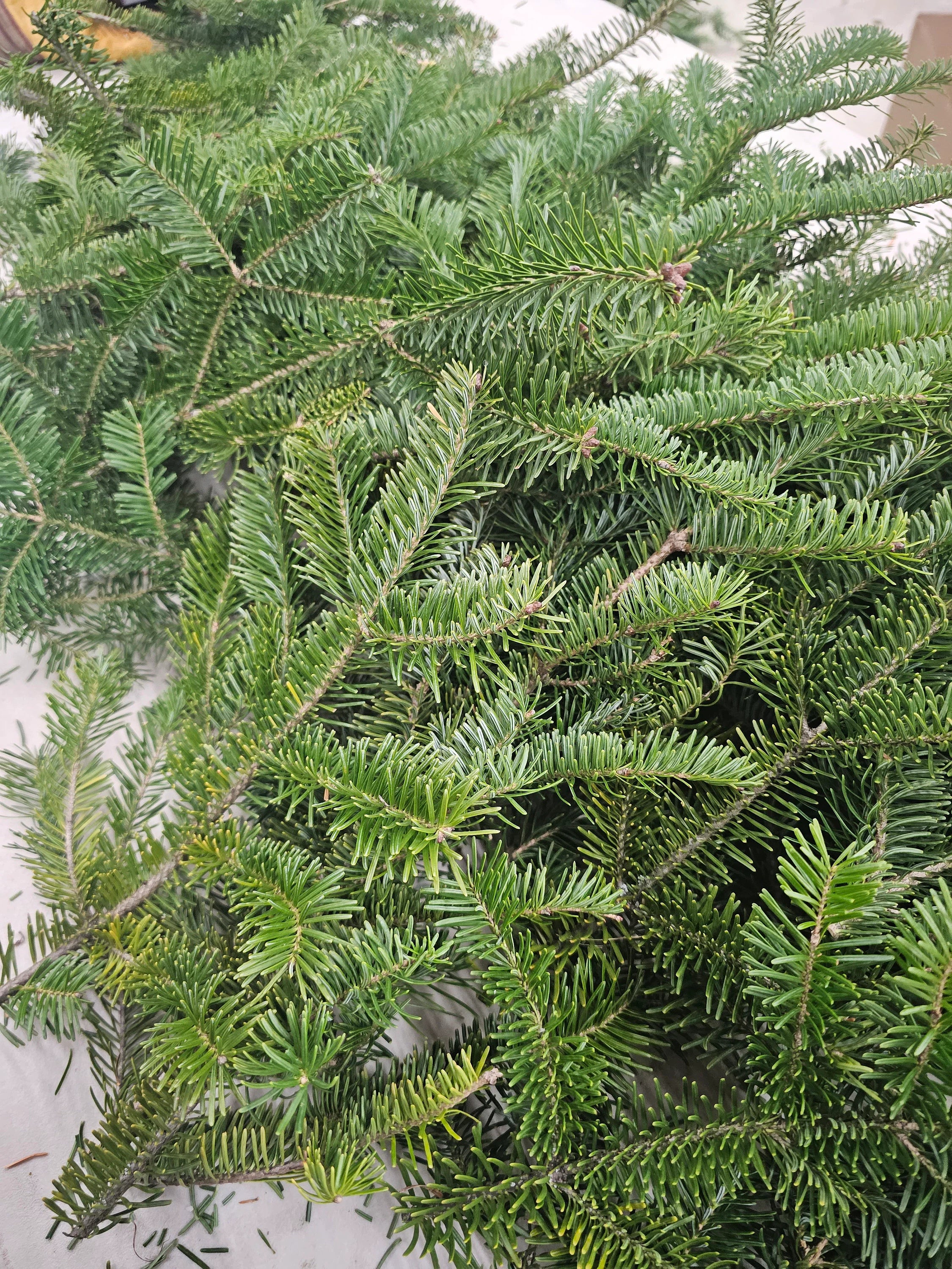 Balsam Fir Boughs