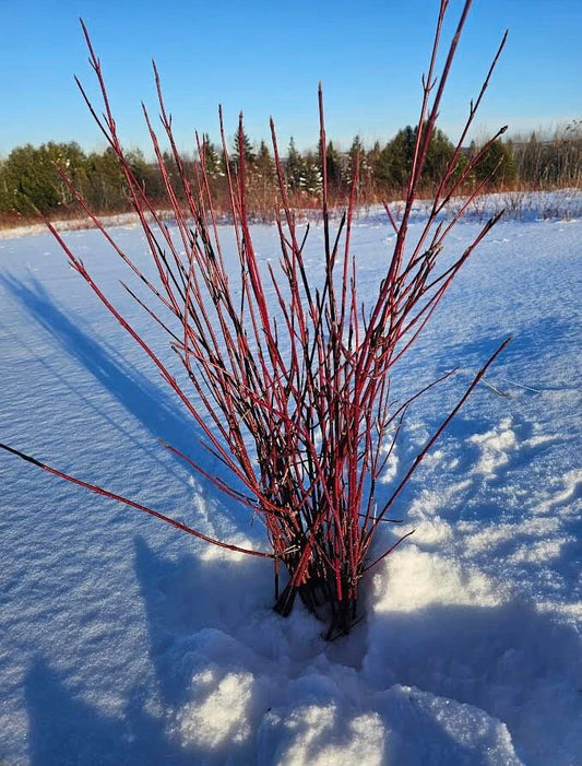 Red Osier Dogwood Branches 25-30"