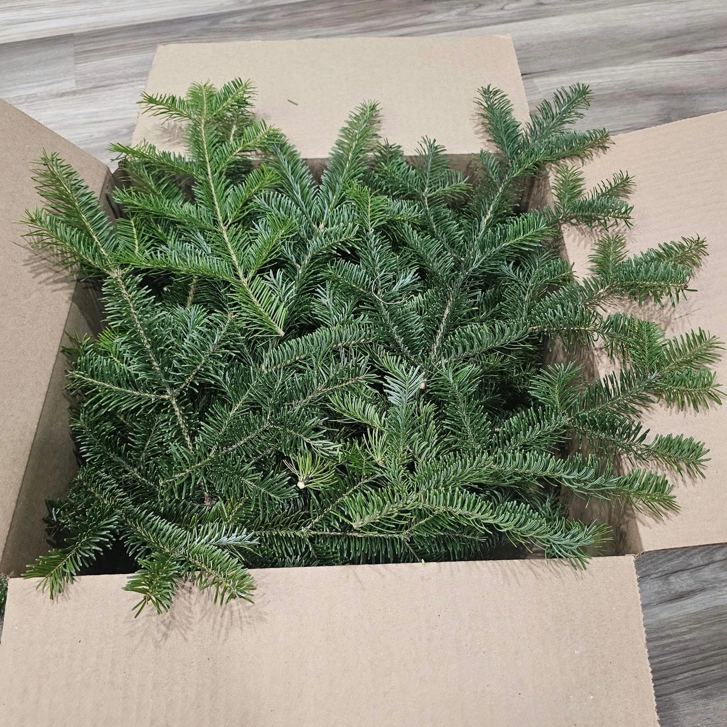 Balsam Fir Boughs