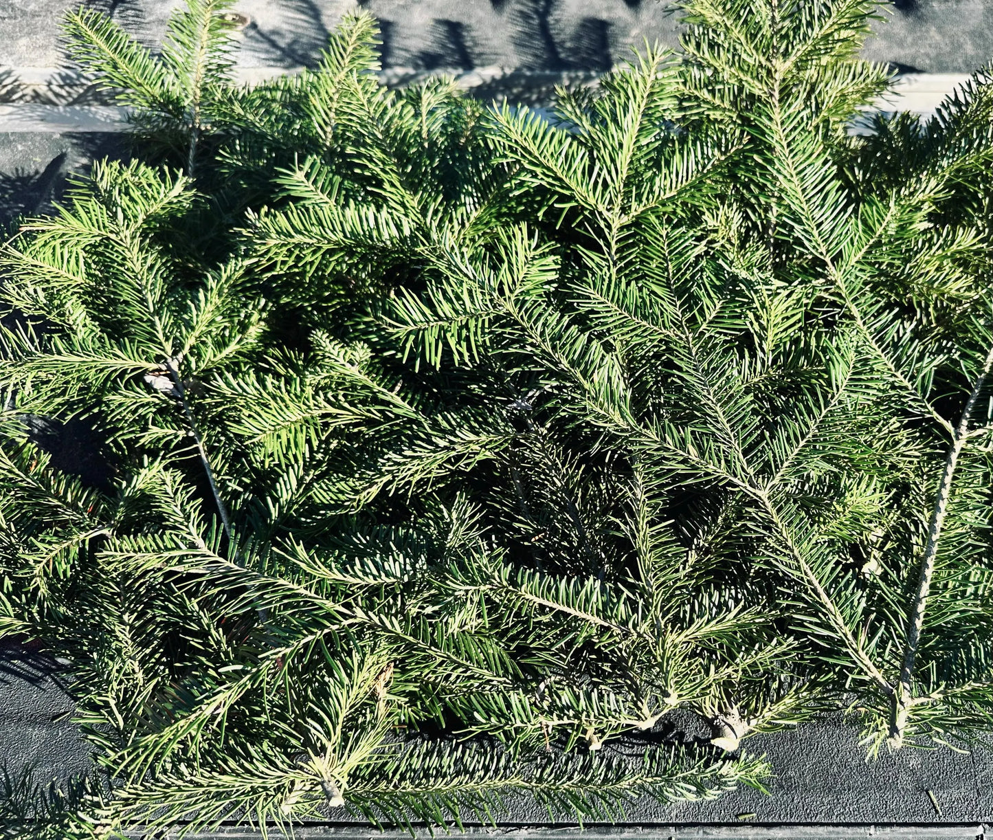 Balsam Fir Boughs