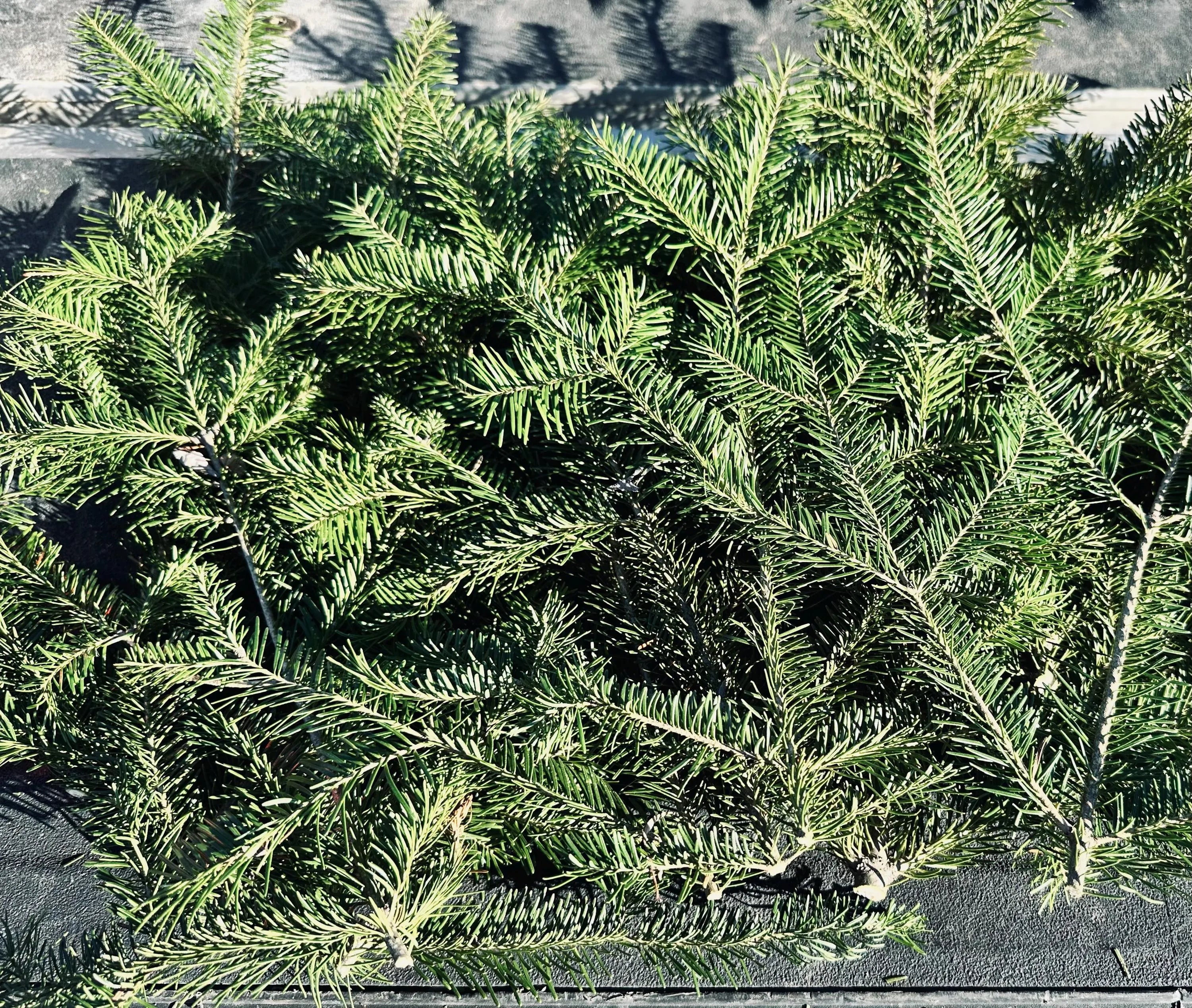 Balsam Fir Boughs