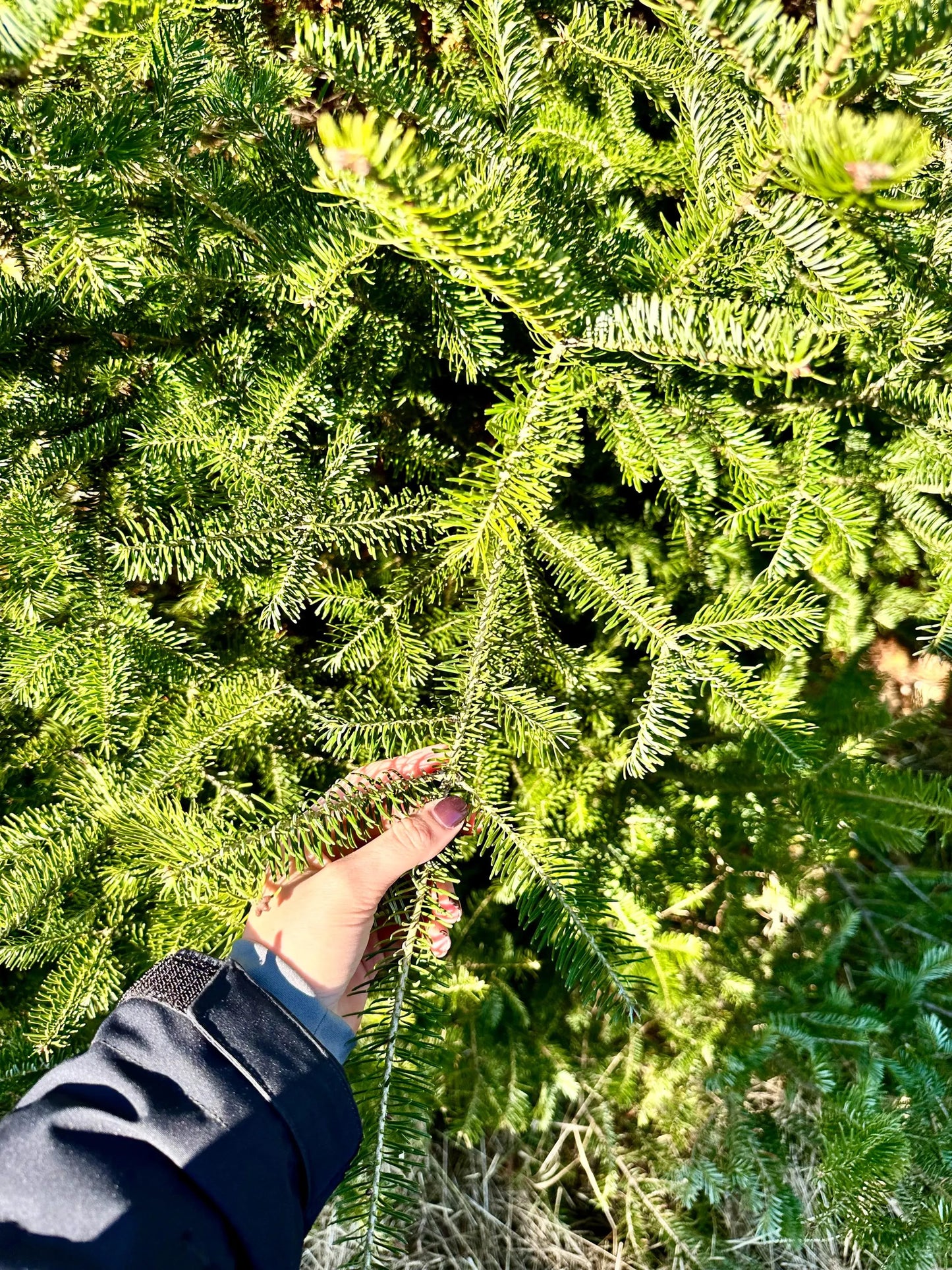 Balsam Fir Boughs