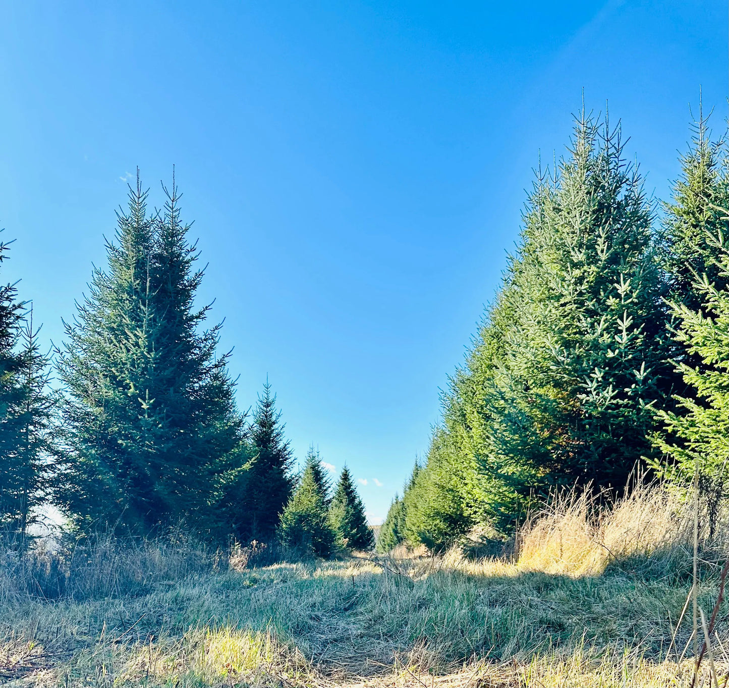 Balsam Fir Boughs