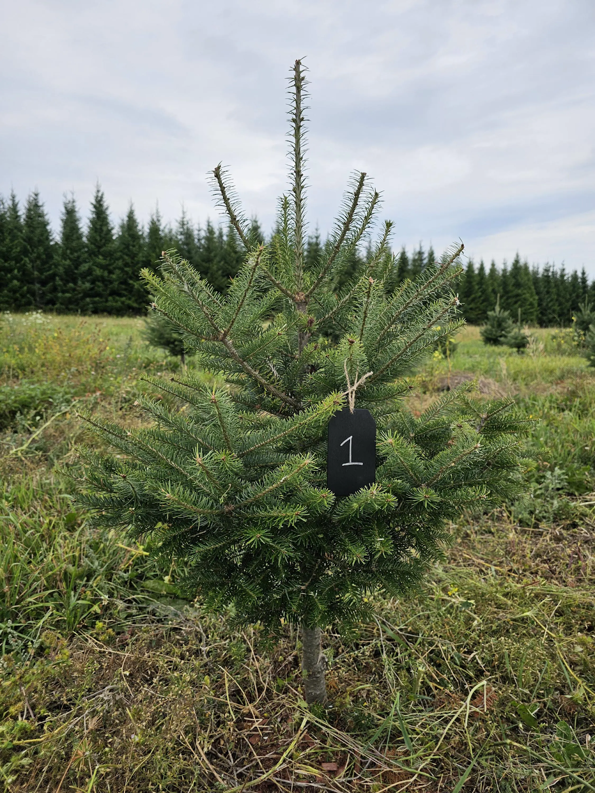 Balsam Fir Christmas Tree