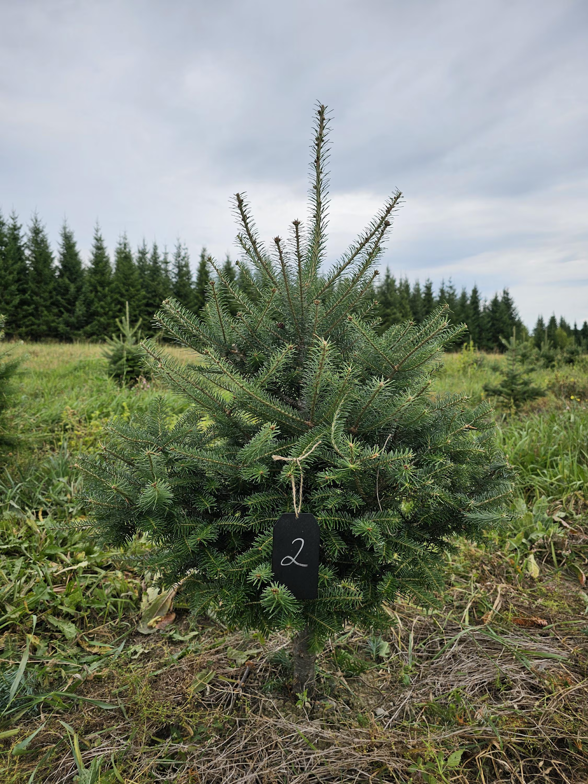 Balsam Fir Christmas Tree