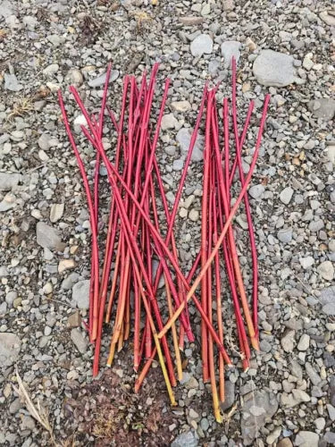 Red Osier Branches 12-15"